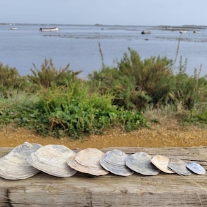 May include: A selection of eight seashells of different sizes, displayed in a line on a weathered wooden plank. The shells exhibit a spectrum of colours, from pale beige to blue-grey, with textured surfaces. The backdrop shows a coastal scene with water and vegetation.