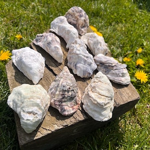 May include: A selection of oyster shells in shades of white, grey, and purple, displayed on a weathered wooden block. The shells have natural textures and are set against a backdrop of green grass and yellow flowers, evoking a coastal theme.
