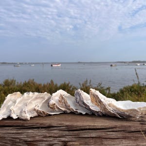 May include: A collection of oyster shells, displaying a pearly white interior and a rough exterior, are placed on a worn wooden surface. The shells are in front of a body of water with boats and a cloudy sky.