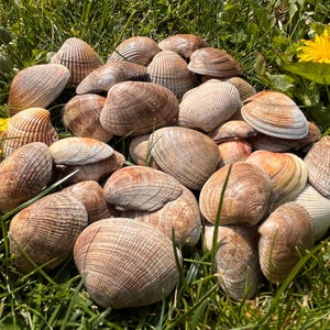May include: A collection of seashells in shades of brown and beige, arranged on green grass. The shells vary in size and shape, with textured surfaces. Yellow dandelions add a splash of colour to the natural setting.