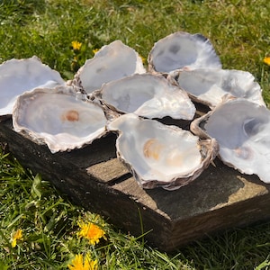 May include: Eight oyster shells with iridescent interiors and textured exteriors are displayed on a weathered wooden surface. The shells are set against a backdrop of green grass and yellow wildflowers, evoking a natural aesthetic.