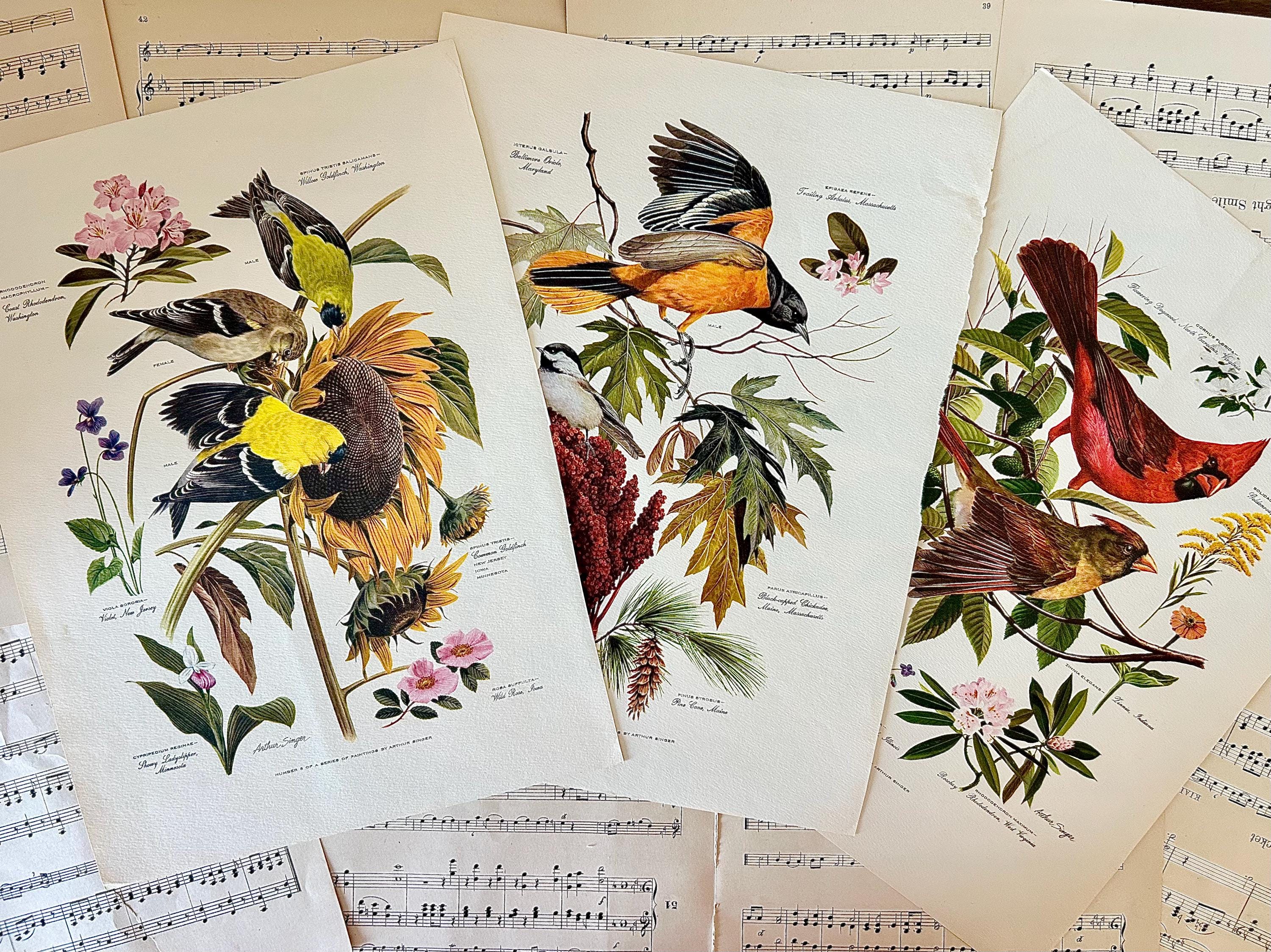 アート・デザイン・音楽 CLASSIC NATURAL HISTORY PRINTS BIRDS Classic Natural History Prints Birds, HCDJ Vintage 1990 1st