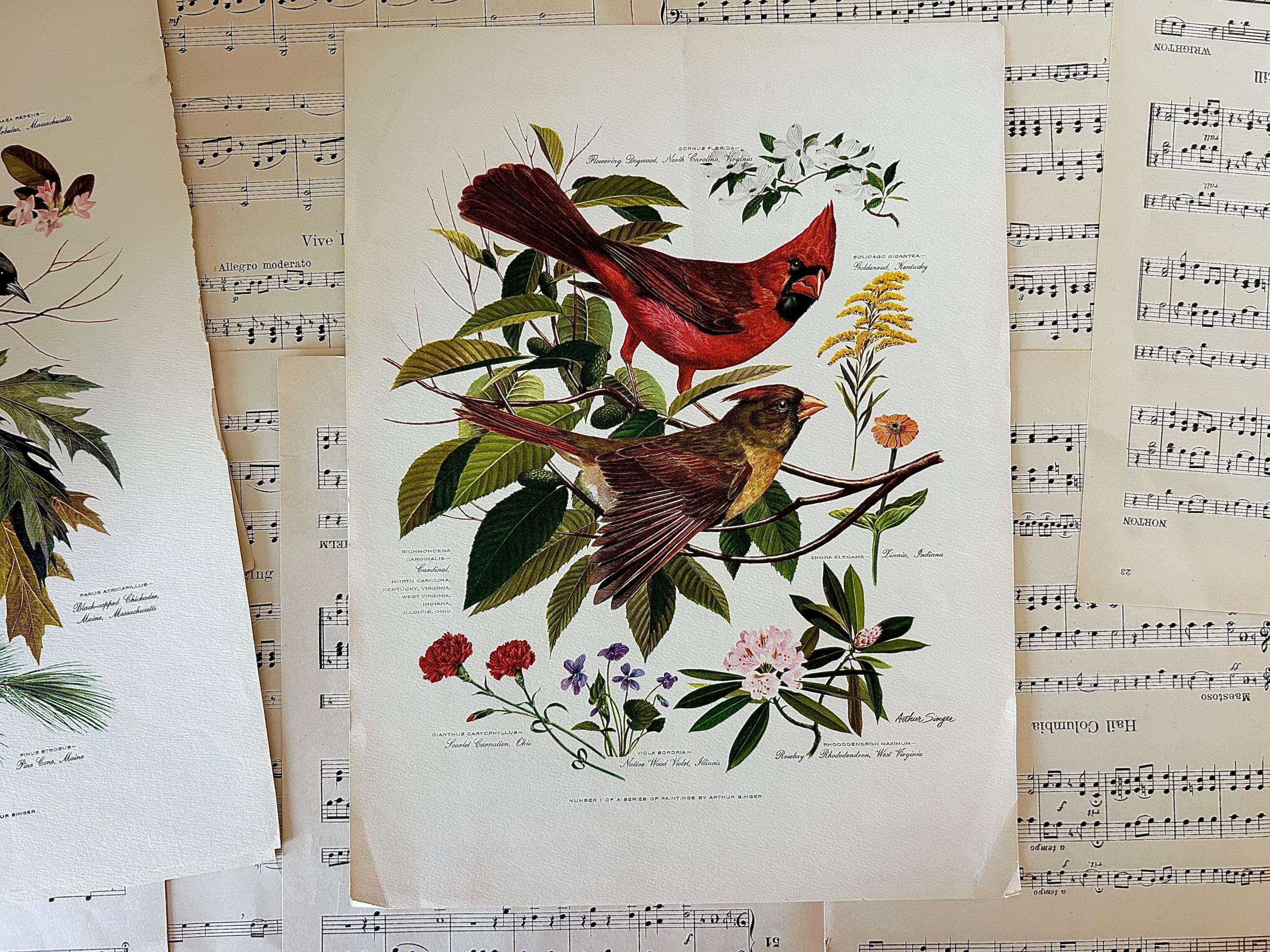 アート・デザイン・音楽 CLASSIC NATURAL HISTORY PRINTS BIRDS Vtg. Arthur Singer Bird Print, Natural History Wall Art