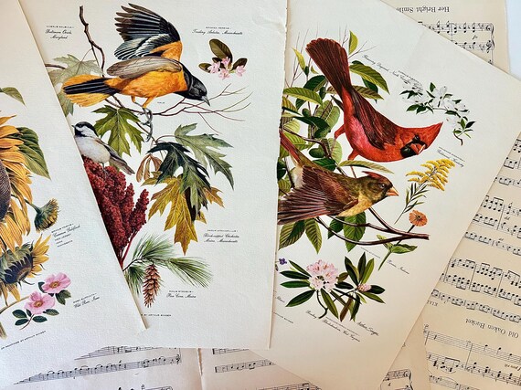 アート・デザイン・音楽 CLASSIC NATURAL HISTORY PRINTS BIRDS Vtg. Arthur Singer Bird Print, Natural History Wall Art