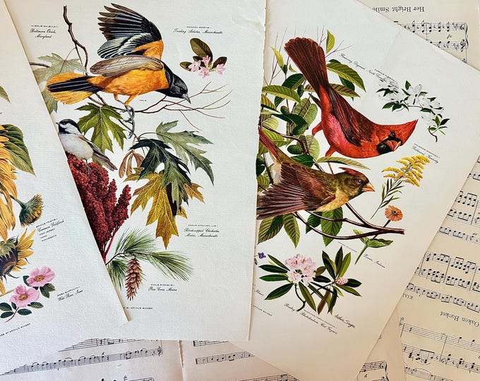 Vtg. Arthur Singer Bird Print, Natural History Wall Art,botanical ...