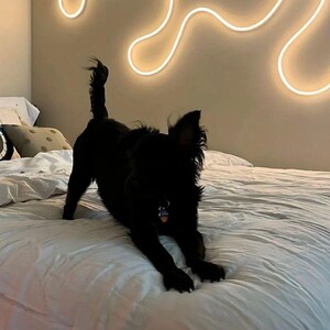 May include: A black dog is lying on a white bed with a white neon light fixture on the wall behind it.