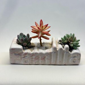 Può includere: Una fioriera rettangolare in ceramica bianca con un motivo marmorizzato rosa, contenente tre piante grasse. Le piante grasse sono verdi, rosse e viola. La parola "familia" è incisa sul lato della fioriera.