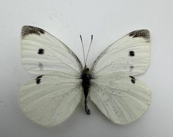 Pieris rapae - Cabbage White – Real Framed Butterfly – Removable Specimen – PE Case Display – Natural History Decor