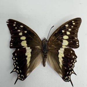 May include: A butterfly with brown wings, accented with white and yellow spots and stripes. The butterfly's wings are spread, showcasing its intricate patterns and delicate features. The insect is centered against a white background.