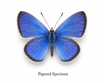 Spring Azure (Celastrina ladon) – Real Papered Butterfly – Unmounted Specimen – Entomology Supply