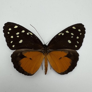 May include: A butterfly with open wings, showcasing a striking contrast of colors. The upper wings are dark brown with white spots, while the lower wings are a vibrant orange with dark brown edges. The butterfly is centered against a plain white background.