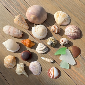 May include: A collection of various seashells in different shapes, sizes, and colors, including white, tan, orange, and pink. Some shells have intricate patterns and textures, arranged on a wooden surface.