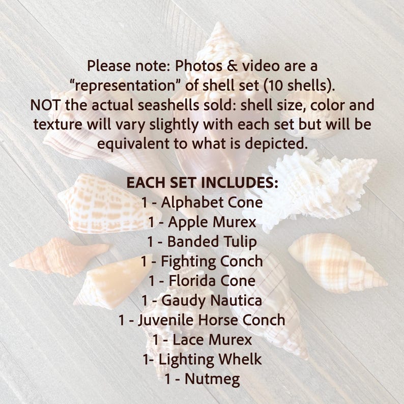 Florida Seashell SWF Set - Etsy