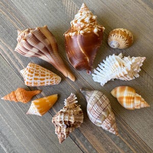 May include: A collection of ten seashells in various shapes, sizes, and colours. The shells are arranged on a wooden surface. Some of the shells are brown, orange, and white.