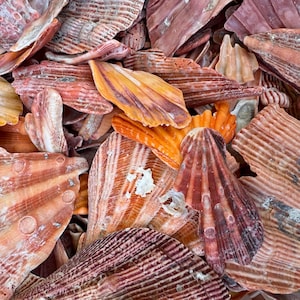 May include: A collection of various seashells in shades of orange, red, and brown. The shells have textured surfaces and range in size and shape, with some displaying prominent ridges and patterns. The image is a close-up, showcasing the natural beauty of the shells.