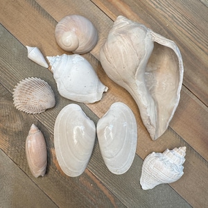 May include: A collection of various seashells in shades of white, cream, and tan, arranged on a wooden surface. The assortment includes conch shells, clam shells, and other unique shapes, showcasing natural textures and patterns.