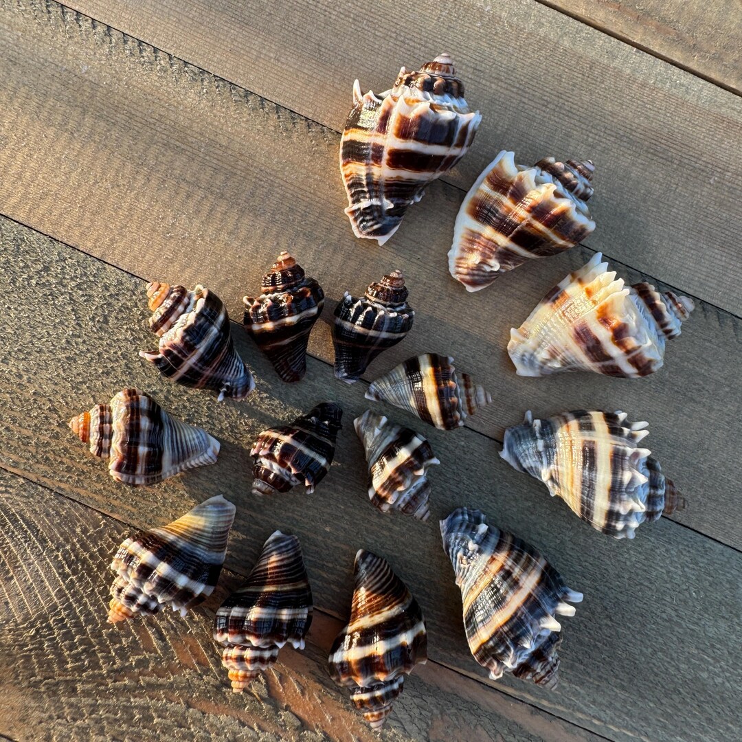 15 Dark King Crown Conch Seashells. Collectible / Jewelry / Crafts. See ...