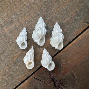 May include: Five small, white seashells with spiral patterns. The shells are arranged on a wooden surface, showcasing their intricate details and natural textures. The shells vary slightly in size and shape, each with a distinct opening.