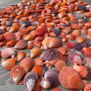 Assortment of Scaly (Sentis) Scallop Florida Shells (10, 20, 30ct.)