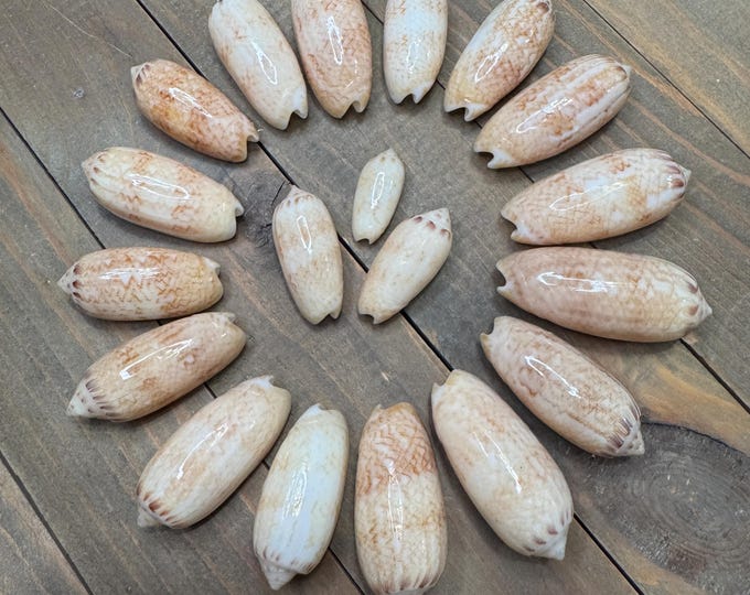 Glossy Netted Olive Shell Set of 19 Shells in Different Sizes From SE ...