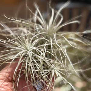 Tillandsia Tectorum Clump Medium