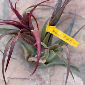 May include: A close-up of a red and green air plant with a yellow tag that reads "Abdita Red Form".