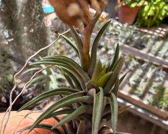 Tillandsia Neglecta "Red Giant"
