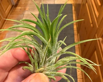 Tillandsia Chapeuensis V Turriformis - Etsy