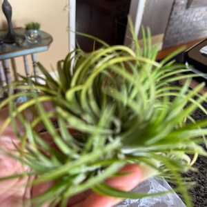 Ionantha Assorted Premium Clump