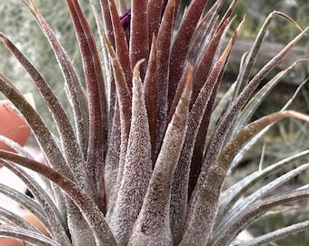 Tillandsia Chapeuensis V Turriformis - Etsy