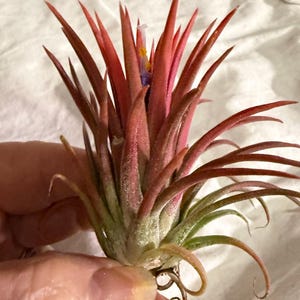 Ionantha Variegata Blushed with Bloom Starting
