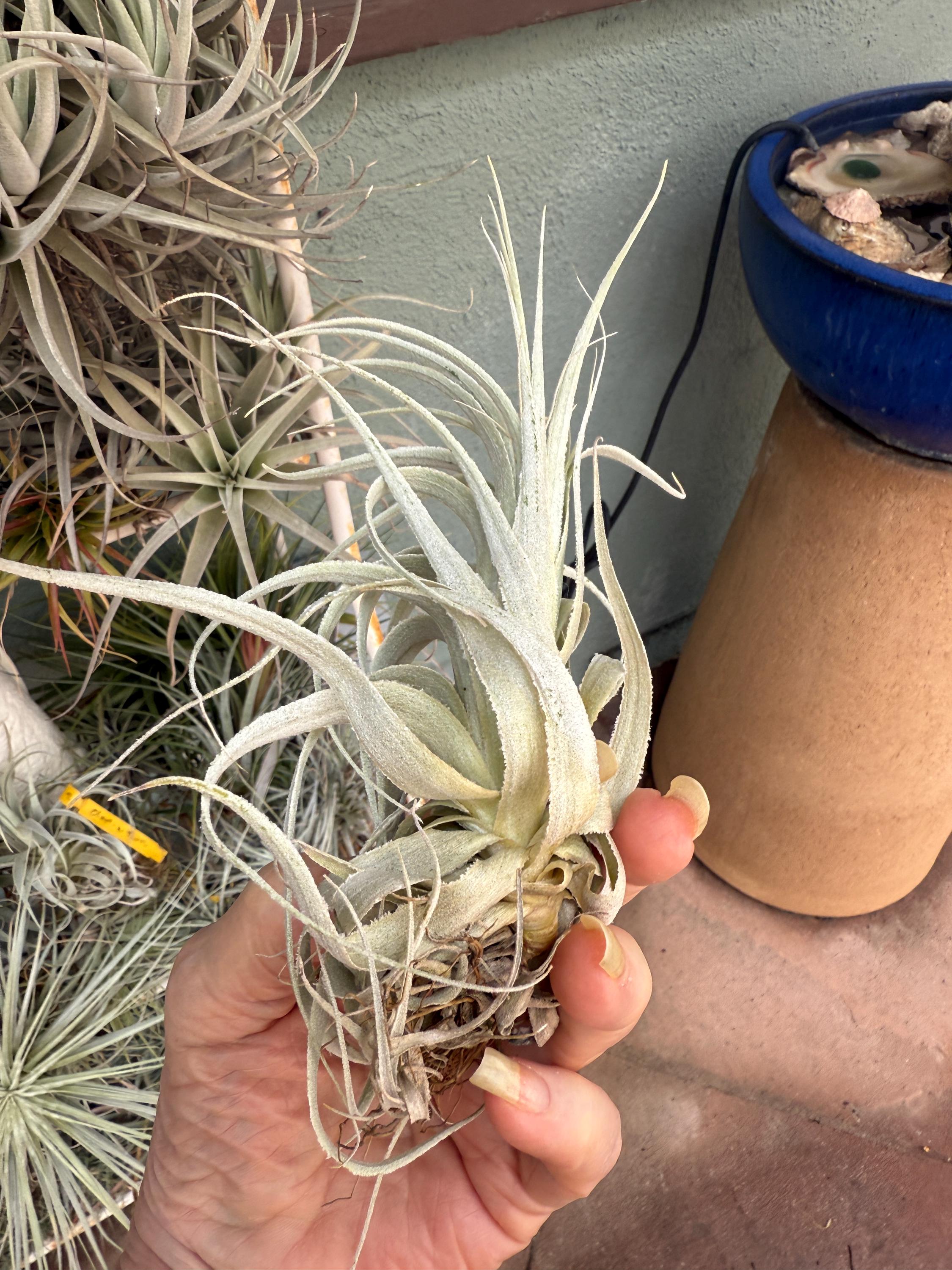 ブロメリア・エアープランツ Tillandsia chapeuensis v.turriformis Tillandsia Chapeuensis V Turriformis - Etsy