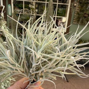 May include: A Tillandsia air plant featuring a dense cluster of long, slender, silvery-green leaves that taper to fine points. The foliage is covered in fine, fuzzy trichomes, giving the plant a textured, matte appearance with a light, pale coloration.