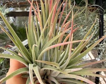 Ionantha x Paucifolia with Pup(s)