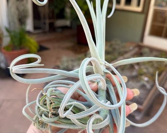 Tillandsia Chapeuensis V Turriformis - Etsy