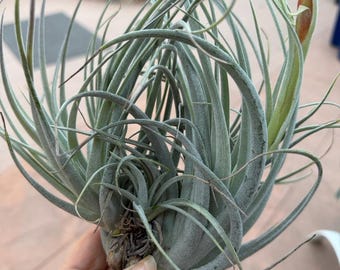 Subsecundifolia Large Clump