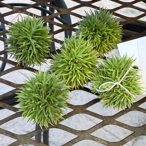 Aeranthos Teddy Bear