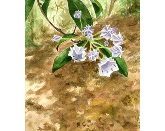 Original Mountain Laurel Watercolor Painting - botanical nature art