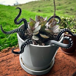 May include: A white ceramic planter with a succulent plant growing inside.  The planter is decorated with black octopus tentacles.