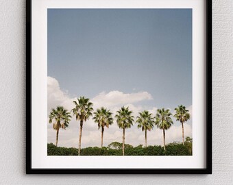 Family Palm Tree / Film Photography / Digital Prints / Fine Art / Home Decor / Beach Prints / Kodak Gold 200 / Medium Format / Mamiya 6