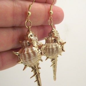 Gold Murex Shell Earrings, Organic Beach Jewelry Gold Earrings, Gold ...