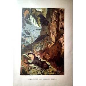 May include: A vintage illustration of a stag beetle and a longicorn beetle on a tree trunk. The stag beetle is brown and has large mandibles. The longicorn beetle is black and has long antennae. The illustration is surrounded by leaves and branches.
