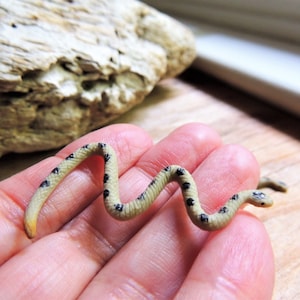 Tiny MINIATURE SNAKE Animals Figurine RATTLESNAKE Micro Mini Figure Terrarium Fairy Garden Dollhouse Diorama Supply Small Miniatures 1:12