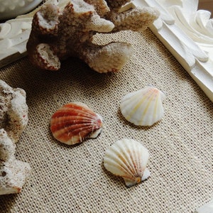 PUSH PINS Beach Thumbtacks Pushpin Decorative Thumb Tack Seashell Sea Shell Office Supplies Unique Gift Idea Cork Board Cubicle Decor