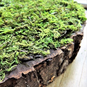 May include: Close-up of a wooden slab covered in vibrant green moss. The moss is thick and textured, contrasting with the rough, brown bark of the wood. The natural elements create a rustic, earthy aesthetic.