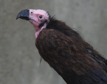 Needle Felted  Bird. Red Headed Vulture. Made to order