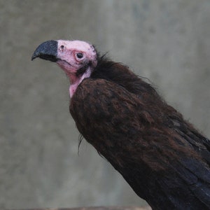 Needle Felted  Bird. Red Headed Vulture. Made to order