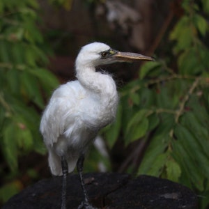 Needle Felted White Heron. image 1