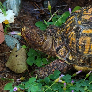Needle Felted animal. Eastern Box Turtle: Posable Wool Sculpture