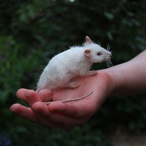 Needle Felted Mouse. White Mouse. Needle felt mouse. Real size .  Made to order